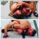 Gi vs No-Gi Chokes in BJJ