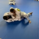 Half Guard Passing