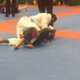 Shutting down movement in BJJ