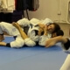 Escaping the back tip for BJJ